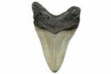 Serrated, Fossil Megalodon Tooth - North Carolina #272844-1